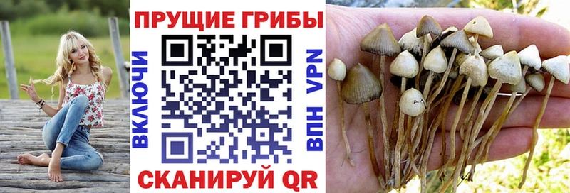 Псилоцибиновые грибы мицелий KRAKEN рабочий сайт Березники где купить наркоту
